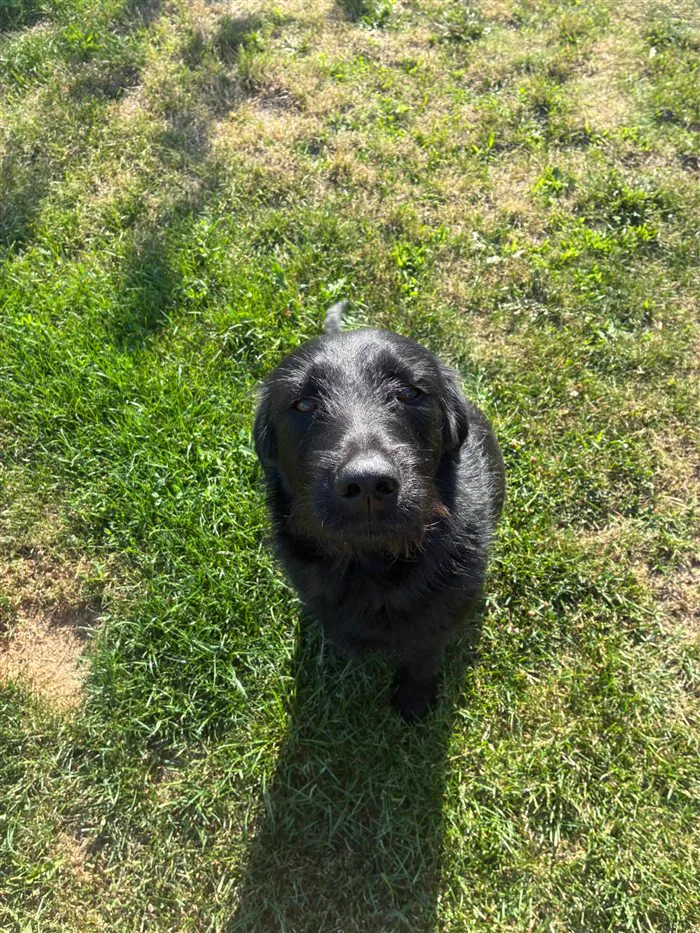Porträt von Missy, dem Bürohund
